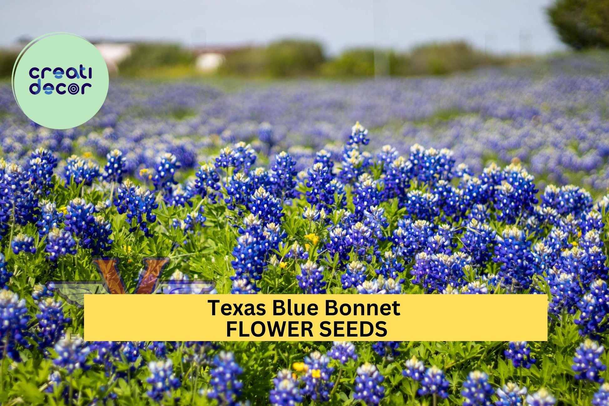 Texas Bluebonnet Seeds – Lupinus texensis – 1g for Planting, State Flower of Texas, Native Wildflower Blue Spring Bloom Pollinator Friendly
