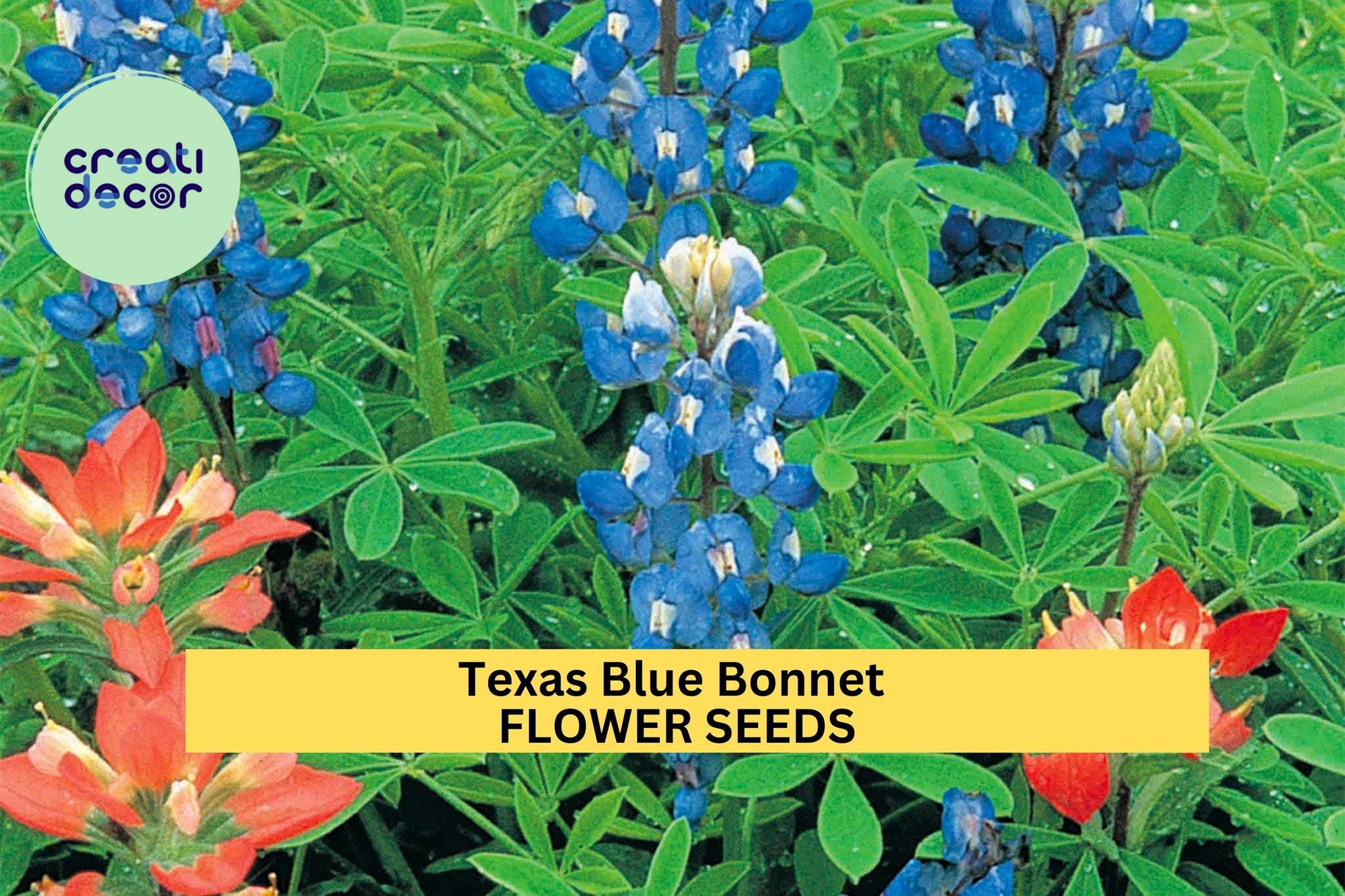 Texas Bluebonnet Seeds – Lupinus texensis – 1g for Planting, State Flower of Texas, Native Wildflower Blue Spring Bloom Pollinator Friendly