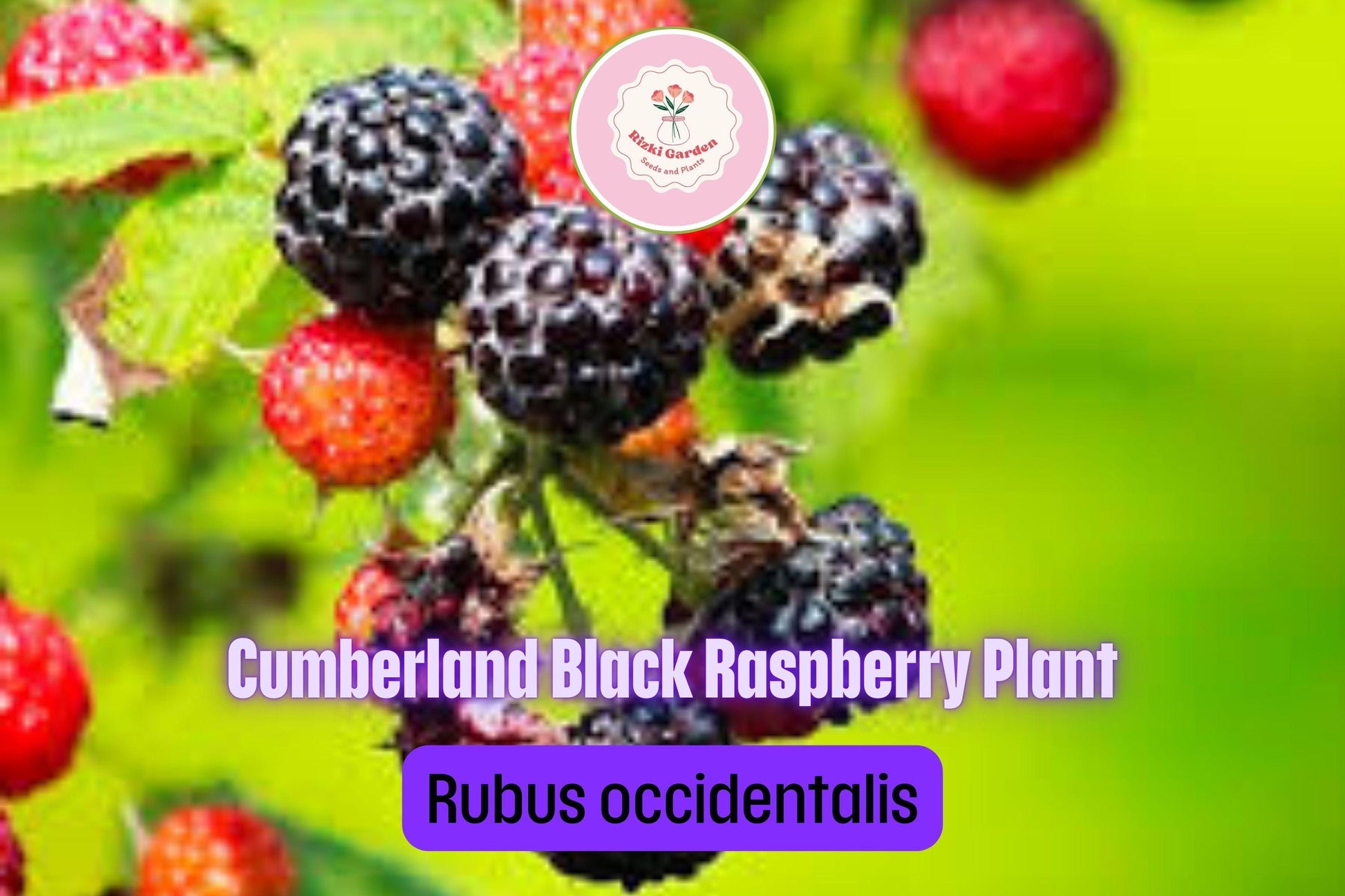5 Cumberland Black Raspberry Plants - Rubus occidentalis | 1–2 Yr Old Live Fruit Shrubs | Sweet Hardy Berries for Garden & Landscape