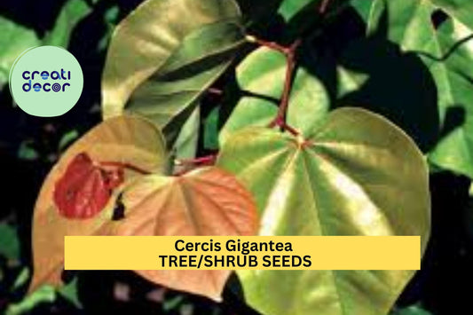 Cercis gigantea Seeds – Giant Redbud Tree – Ornamental Flowering Tree with Pink Blooms, Large Heart-Shaped Leaves, Shade or Garden Tree