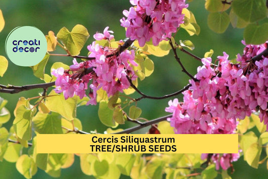 Cercis siliquastrum Seeds – Judas Tree – Ornamental Flowering Tree with Magenta Blooms, Heart-Shaped Leaves, Mediterranean Garden Favorite