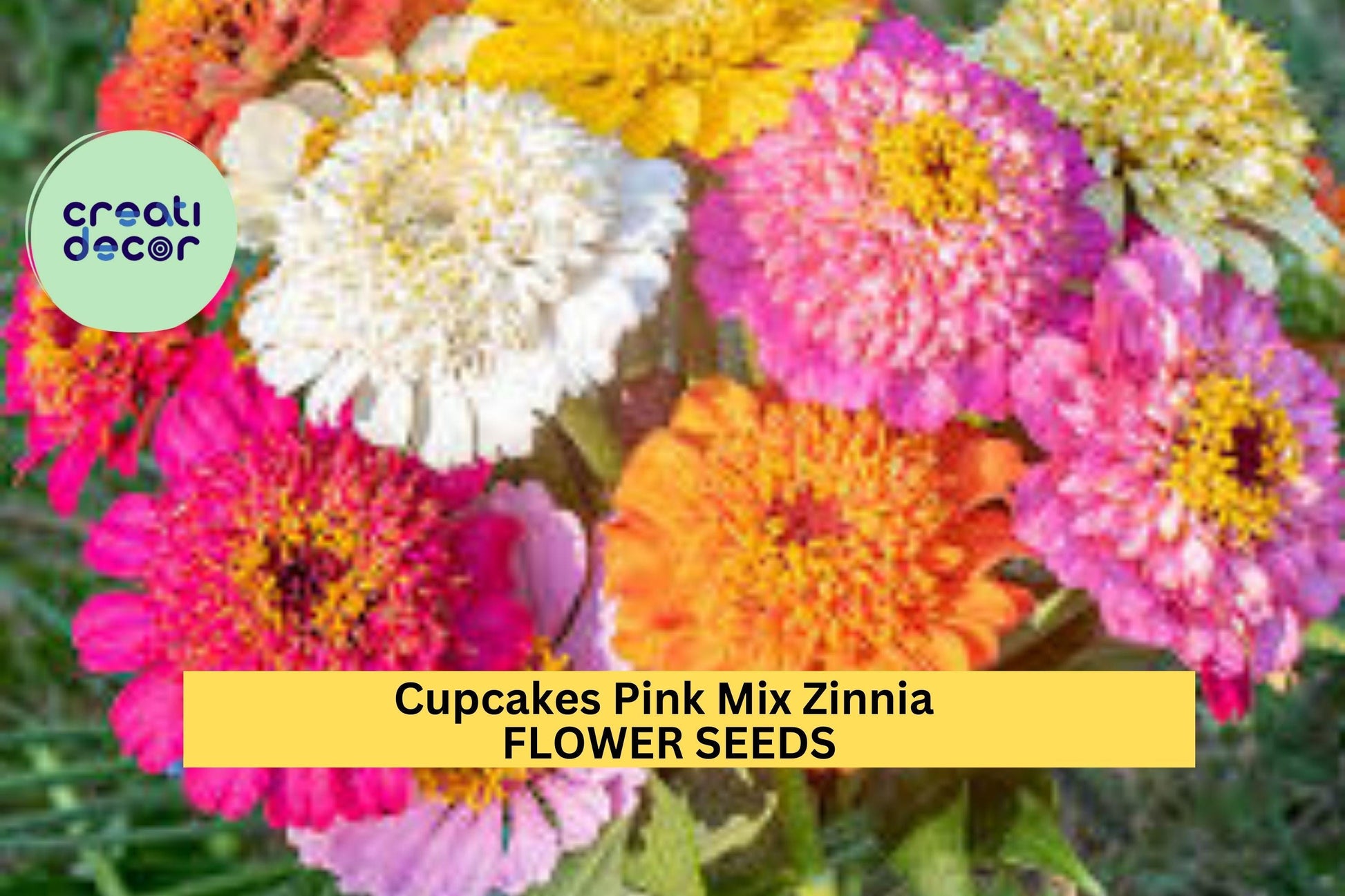 Cupcakes Pink Mix Zinnia Seeds – 100+ Seeds – Frilly Pink Blooms for Pollinator-Friendly Garden Beds, Borders, and Cut Flower Gardens
