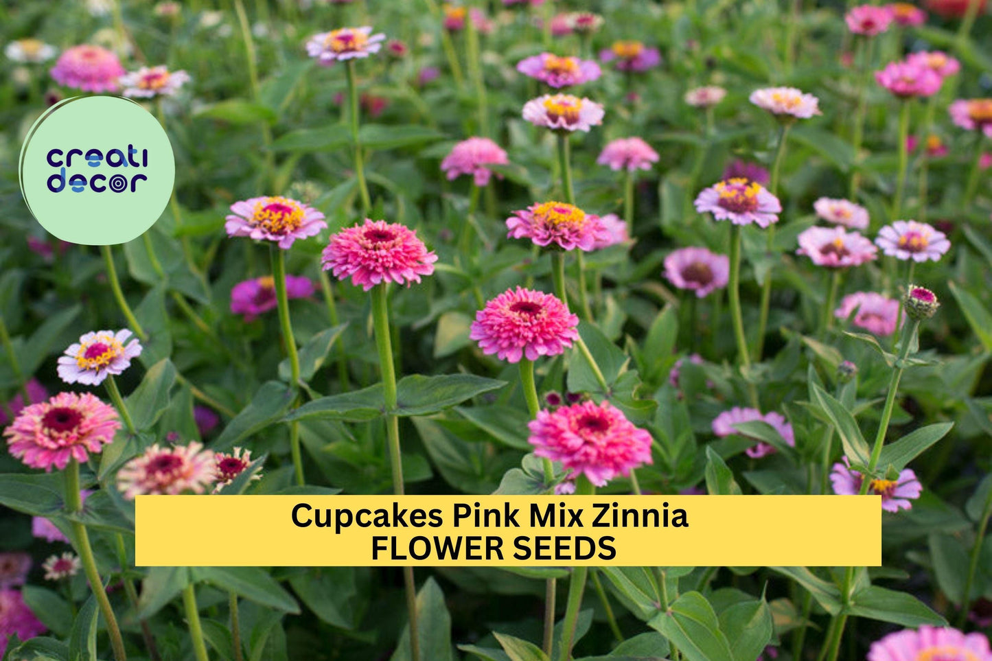 Cupcakes Pink Mix Zinnia Seeds – 100+ Seeds – Frilly Pink Blooms for Pollinator-Friendly Garden Beds, Borders, and Cut Flower Gardens