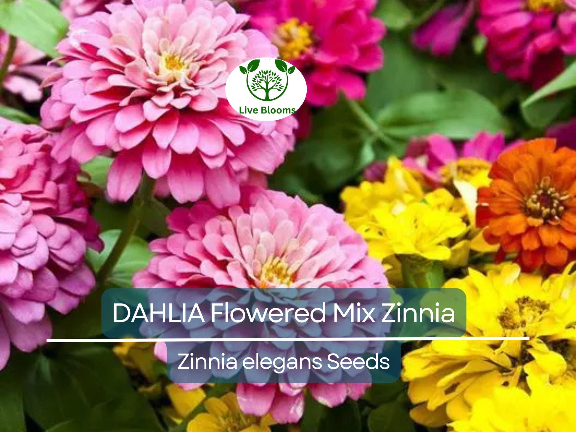 200 Zinnia elegans DAHLIA Flowered Mix Seeds, Hummingbird & Pollinator Flowers, Non-GMO, Vibrant Colors, Garden Blooms