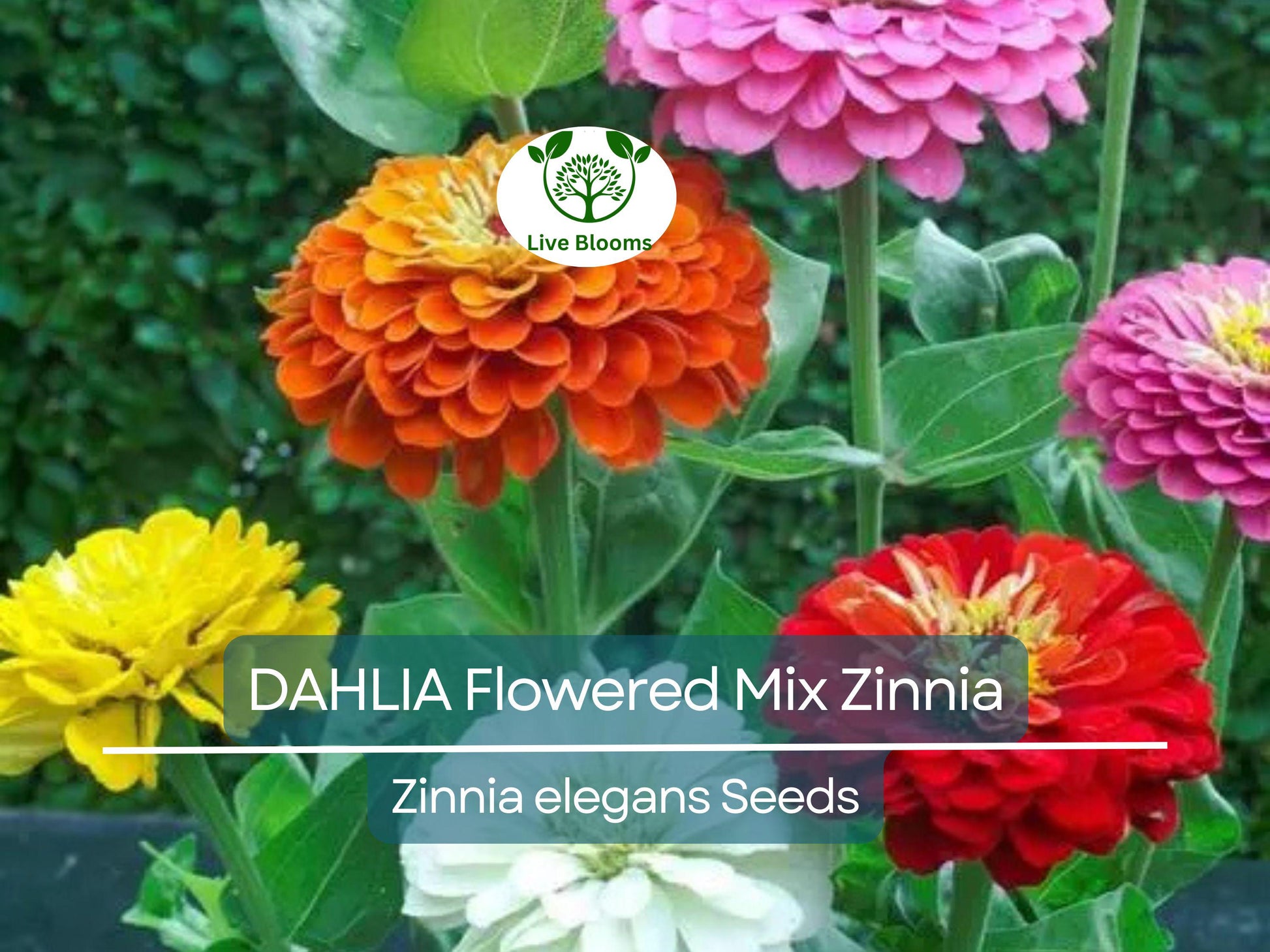 200 Zinnia elegans DAHLIA Flowered Mix Seeds, Hummingbird & Pollinator Flowers, Non-GMO, Vibrant Colors, Garden Blooms