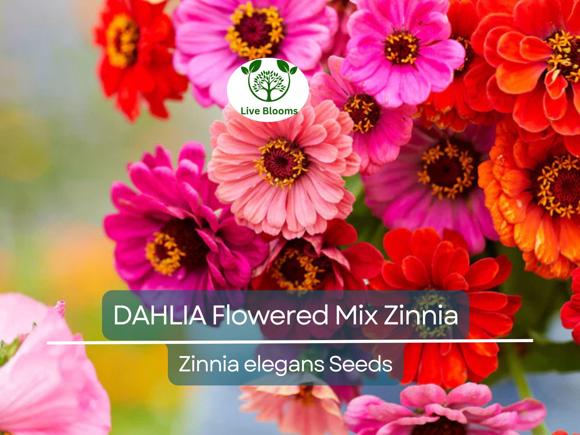 200 Zinnia elegans DAHLIA Flowered Mix Seeds, Hummingbird & Pollinator Flowers, Non-GMO, Vibrant Colors, Garden Blooms