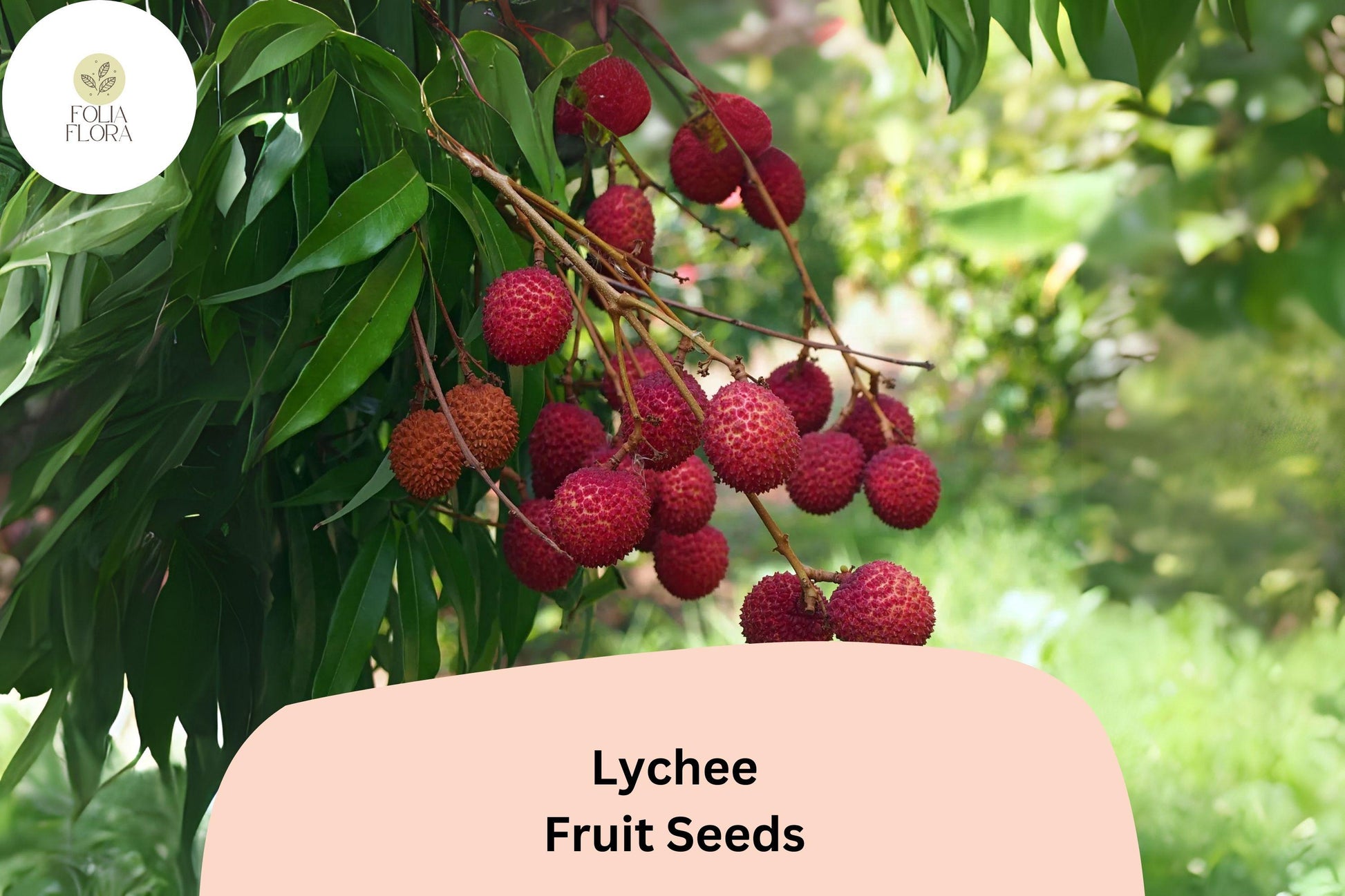 10pcs Lychee Seeds – Tropical Fruit Tree – Heirloom & Non-GMO
