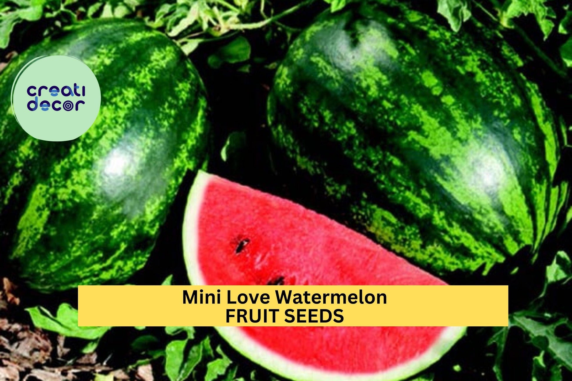 Mini Love Watermelon Seeds – 50+ Seeds – Small, Sweet Red Melons for Compact Gardens, Raised Beds, and Patio Growing – USA