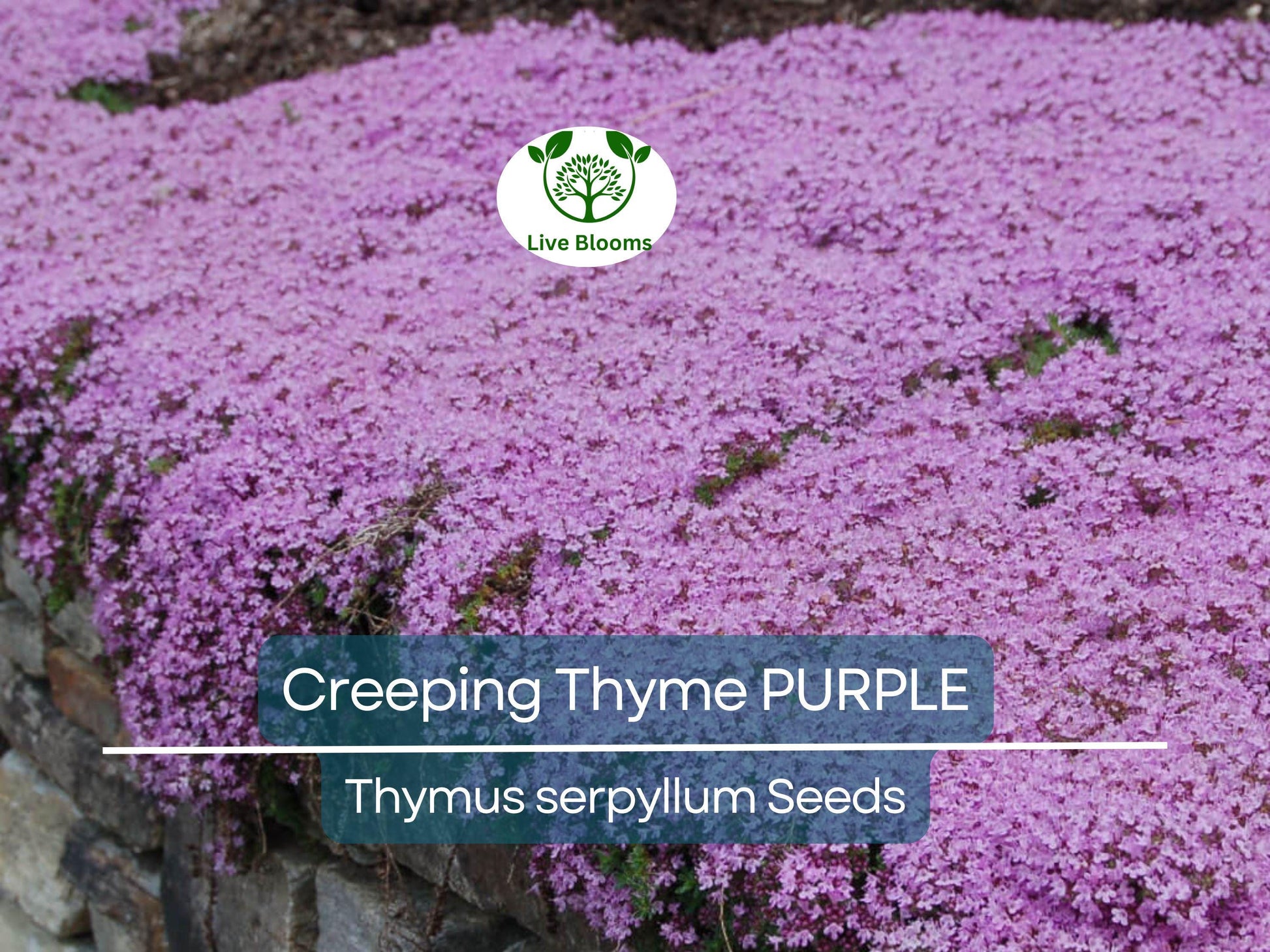 500 Creeping Thyme PURPLE Seeds - Fragrant Groundcover Perennial, Non-GMO, Aromatic Flowers, Ideal for Lawns & Gardens - Thymus serpyllum