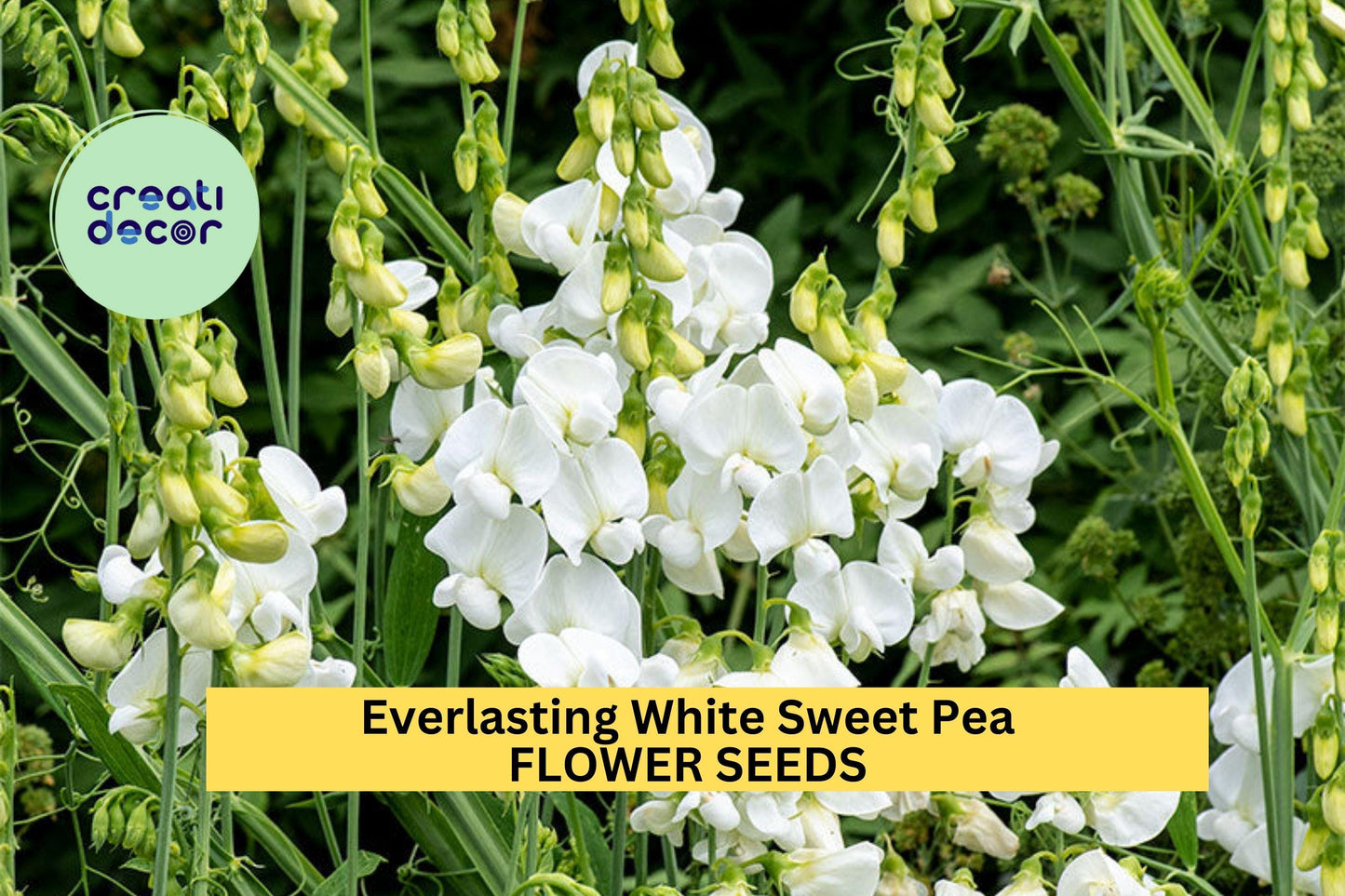 Everlasting White Sweet Pea Seeds – 50+ Perennial White Blooms – Climbing Vine for Trellises, Arbors, Cottage Gardens & Borders – USA