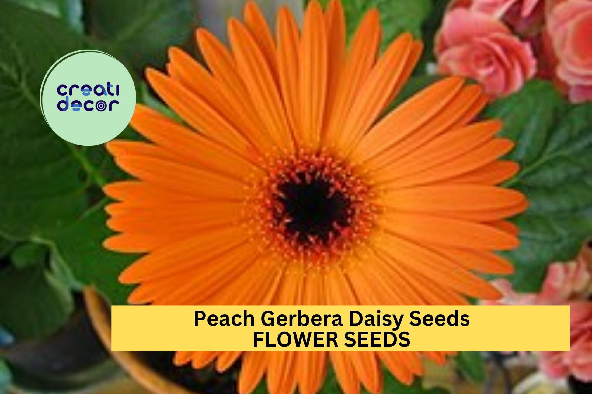 Peach Gerbera Daisy Seeds – 200+ Large Peach Blooms – Perennial Flower for Borders, Containers & Cut Gardens – USA