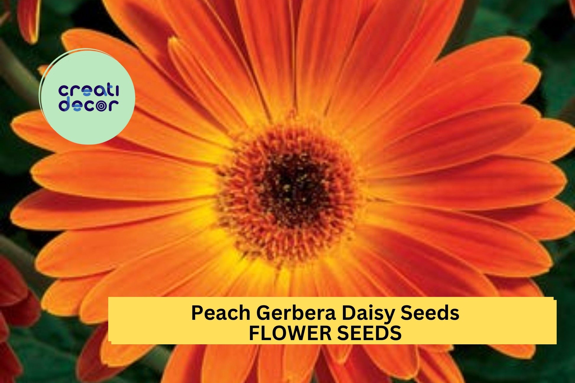 Peach Gerbera Daisy Seeds – 200+ Large Peach Blooms – Perennial Flower for Borders, Containers & Cut Gardens – USA
