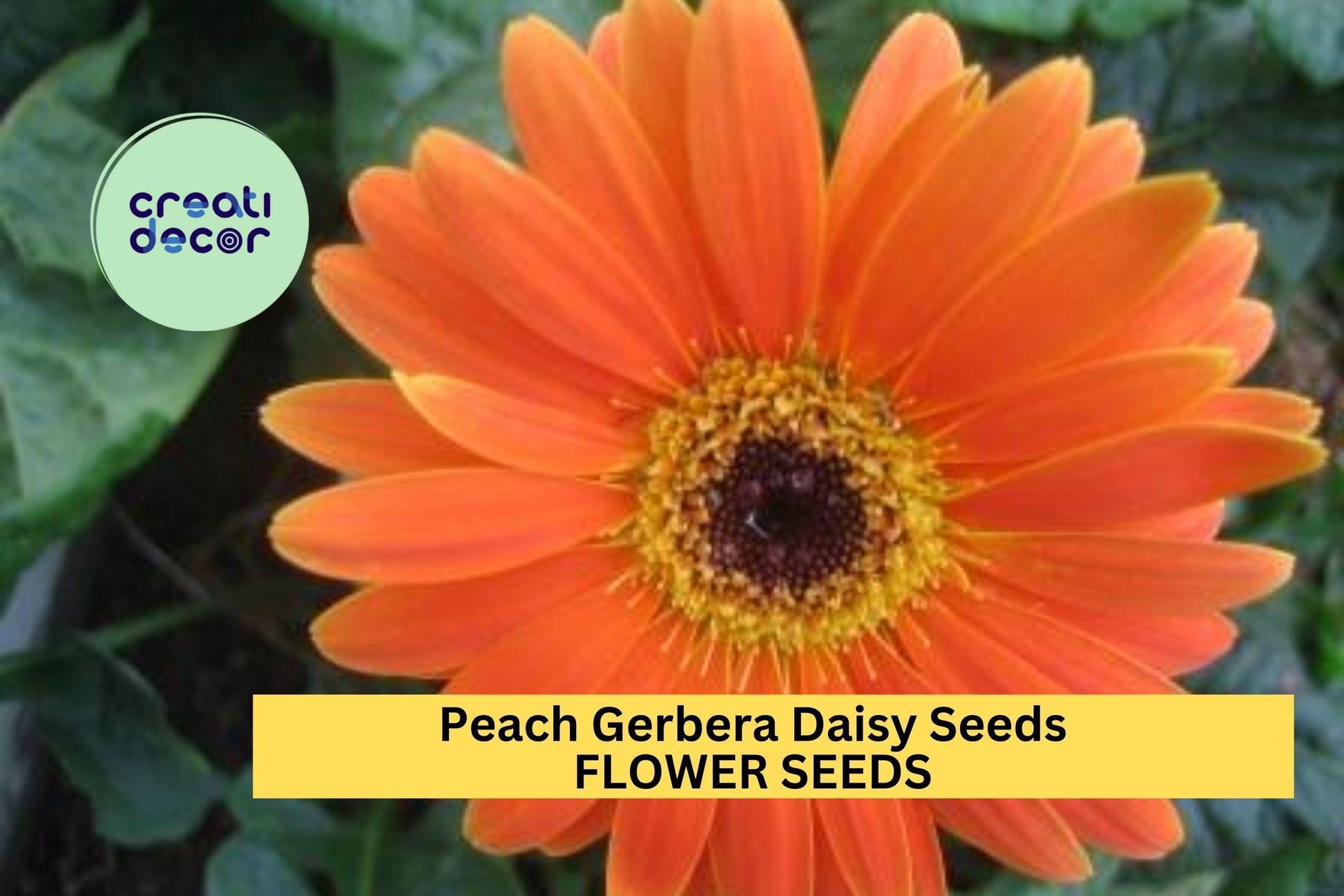 Peach Gerbera Daisy Seeds – 200+ Large Peach Blooms – Perennial Flower for Borders, Containers & Cut Gardens – USA