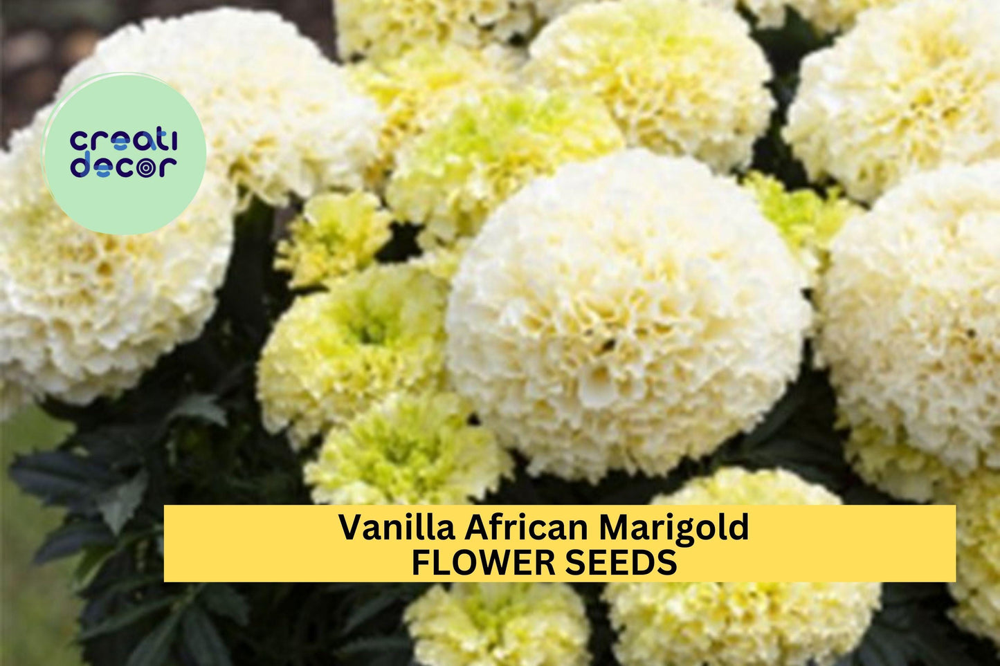 25+ Vanilla African Marigold Seeds – Creamy White Blooms for Garden Planting, Tall Summer Annuals for Beds & Borders – USA