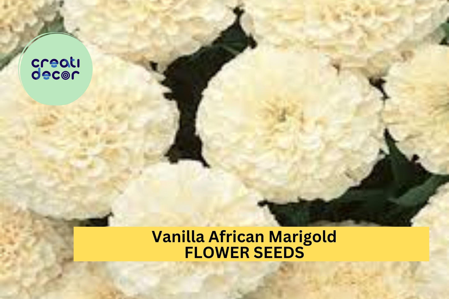 25+ Vanilla African Marigold Seeds – Creamy White Blooms for Garden Planting, Tall Summer Annuals for Beds & Borders – USA