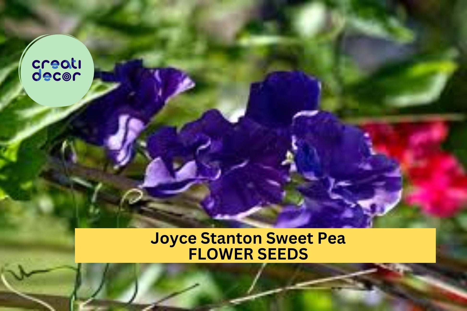 50+ Joyce Stanton Sweet Pea Seeds – Lavender-Violet Fragrant Blooms for Garden Planting, Climbing Vines for Trellises – USA