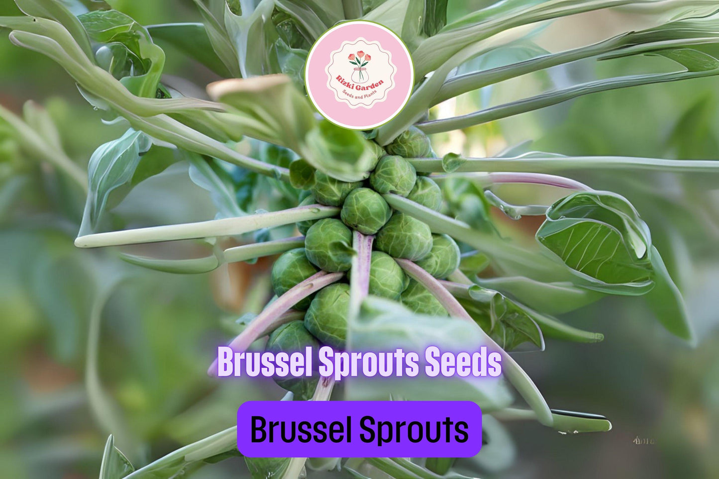 250+ Brussels Sprouts Seeds | Brassica oleracea | Non-GMO Cold Weather Vegetable for Fall Harvest | Easy to Grow in Gardens