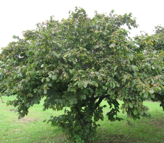 1 American Hazelnut Tree Seedling (Corylus americana) – 1 Year Old Nut Tree | Native Shrub | Edible Nuts | Wildlife Food Source