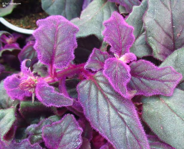 2 Purple Passion Velvet Live Starter Plants – Gynura aurantiaca