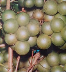 Frye Scuppernong Grape Vine 1 Gallon Live Plant, Muscadine Fruit Vine for Garden Trellis Backyard
