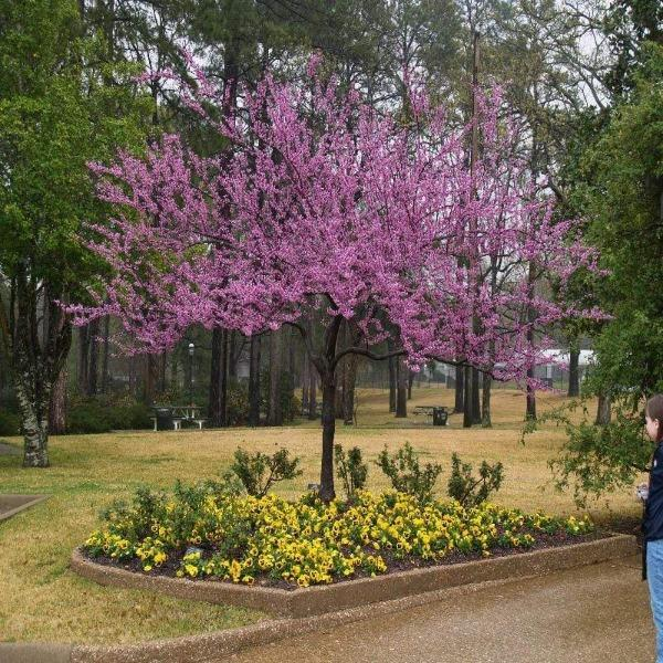 Forest Pansy Redbud Tree Live Plant 4–6 Ft – Purple Leaf Flowering Tre ...
