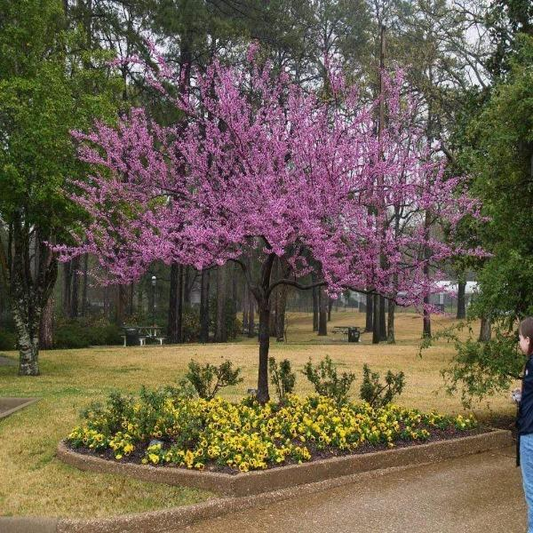 Forest Pansy Redbud Tree Live Plant 4–6 Ft – Purple Leaf Flowering Tree for Landscaping, Ornamental Garden Tree for Outdoor