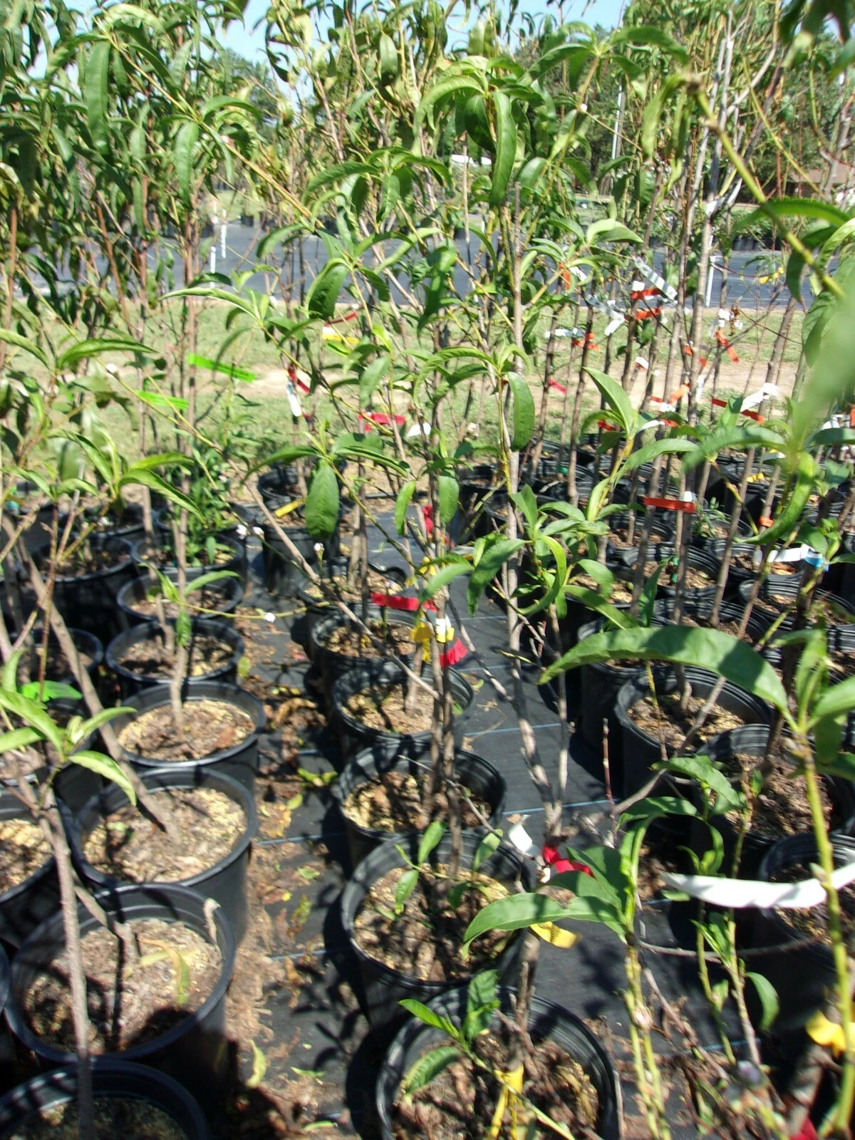 Jolly Red Giant Nectarine Tree 4-6 ft Live Fruit Tree Sweet Red Nectarines Outdoor Garden Orchard Plant Home Tree