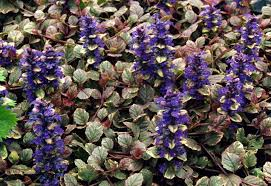 Ajuga Burgundy Glow Live Starter Plant – Bugleweed Ground Cover in 2.5 x 3.5 Inch Pot