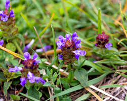 Prunella Vulgaris Live Plants 3 Rooted Starter Plants Purple Flower Ground Cover Perennial Garden Plant