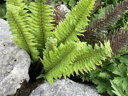 Jurassic Gold Fern Live Plants 3 Rooted Starters in 1 Qt Pots Dryopteris Golden Foliage Shade Garden Fern