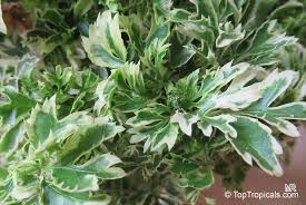 Variegated False Aralia Live Plant 4-Inch Pot – Plerandra elegantissima Houseplant
