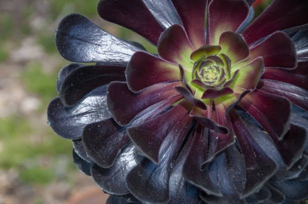 Black Rose Succulent Live Plant – Aeonium arboreum 'Zwartkop'