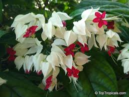 White Bleeding Heart Live Plant in Pot – Dicentra spectabilis 'Alba'