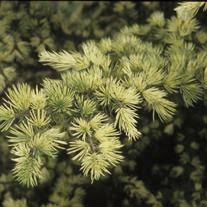 Deodar Cedar ‘Creampuff’ Live Plant – Cedrus deodara Dwarf Evergreen Conifer in 1 Gallon Pot