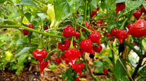 3 Biquinho Sweety Drop Red Chili Live Plants – Capsicum chinense Hot Pepper