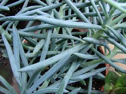 Blue Chalk Sticks Succulent 4 Inch Cutting – Curio serpens (Syn. Senecio serpens)