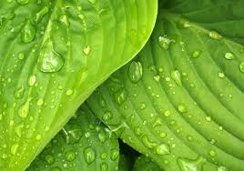 Hosta Coast to Coast Live Plants 3 Rooted Starters in 1 Qt Pots Golden Leaf Shade Perennial Garden Plant