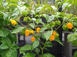 3 Biquinho Sweety Drop Yellow Chili Live Plants – Capsicum chinense Pepper Plants