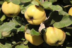 Quince Fruit Tree Seeds Rare Fruit Plant 5 Seeds for Backyard Orchard and Outdoor Garden Growing