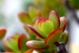 Jade Plant Live Cutting – 2–3 Inch – Crassula ovata Succulent