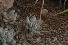 Rare Pachyphytum Moon Silver Rooted Live Succulent – 3-Inch Plant