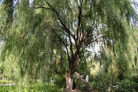Corkscrew Willow Tree Live Sapling 1 Well Rooted Plant in 1/2 Gallon Pot Salix Matsudana Ornamental Tree