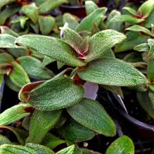 Cyanotis Kewensis, 4 Unrooted Cuttings, Fuzzy Trailing Succulent, Velvet Leaves, Green-Red Foliage