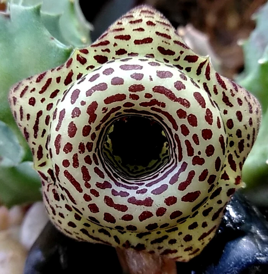 Huernia Hybrid G5 Cuttings (2) - Rare Succulent - Maroon/Yellow Starfish Flowers