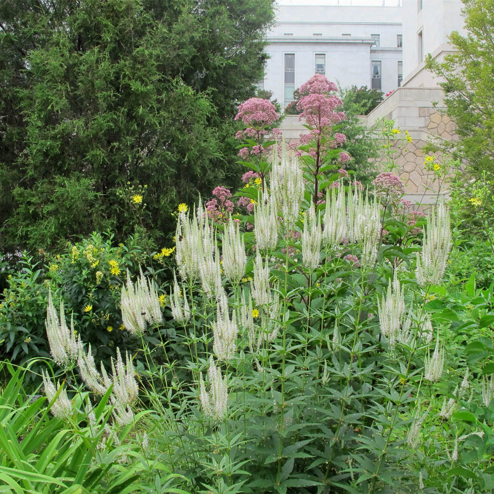 2800 Seeds Veronicastrum Virginicum Culver's Root, Perennial Plant, Native, Flowering, Pollinator-Friendly, Garden, Landscape