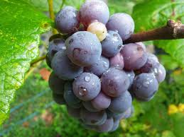 12 Unrooted Concord Grape (With Seeds) Cuttings 6-8" Organic, Vigorous Grower, Perfect for DIY Vineyards, Home Garden, Organic Fruit Growing