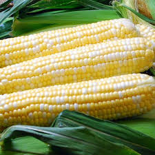 100 Ambrosia Sweet Corn Seeds | Zea mays | Non-GMO Bicolor Corn for Gardens | Tender, Juicy Ears with Sweet Flavor