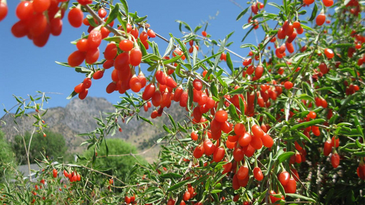 Goji Berry Plants (3 Bare Root) + Cuttings (3) - Lycium barbarum - Fruit July-Oct