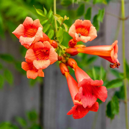25 Red Hummingbird Vine Seeds | Campsis radicans | Trumpet Vine for Trellises, Fences & Hummingbird Gardens | Non-GMO Seeds
