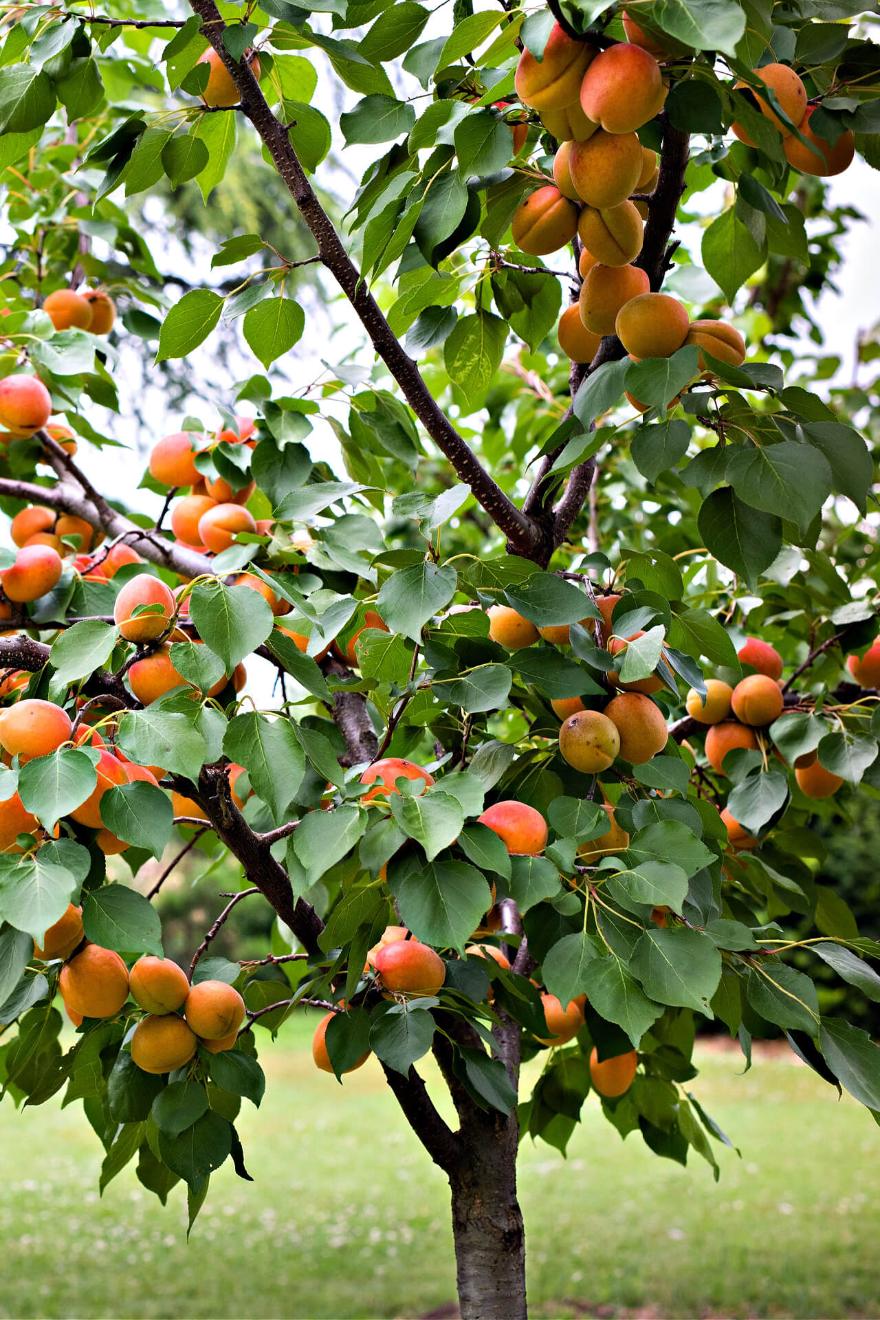 Apricot Tree Cuttings - 3 Pack - 6